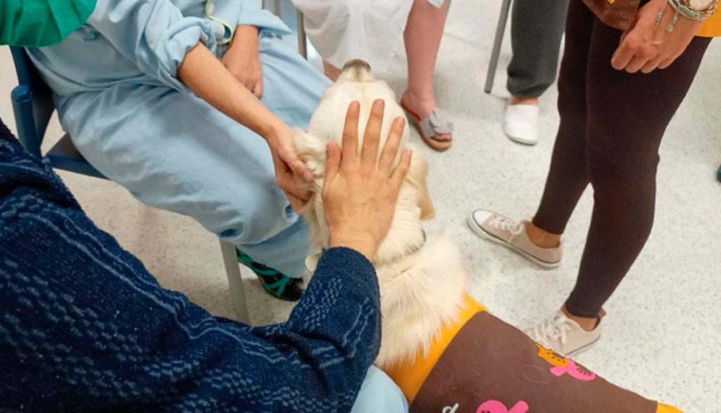 terapia-perros-fundacion-madrid-hospital